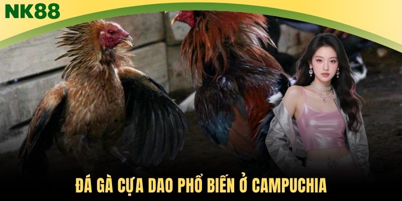 Đá gà cựa dao phổ biến ở Campuchia