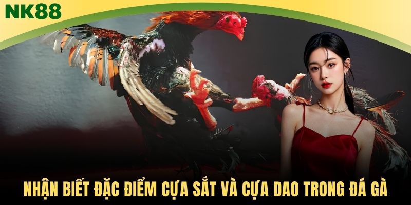 Nhận biết đặc điểm cựa sắt và cựa dao trong đá gà